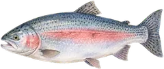 Salmon